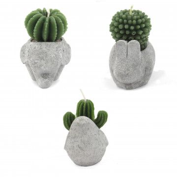 Velas de cactus - espocição...