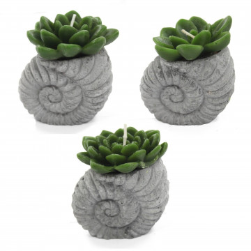 Velas de cactus - Potes...