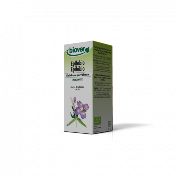 Epilóbio-Epilobium...