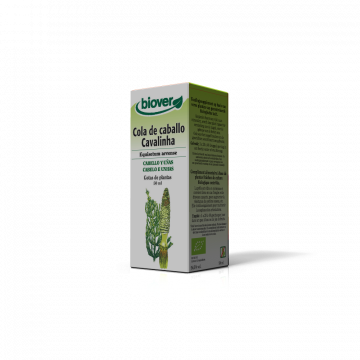 Cavalinha-Equisetum arvense...