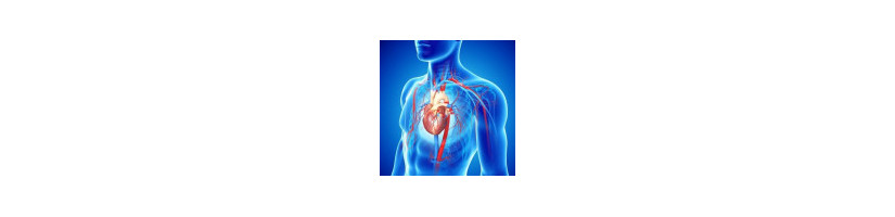 SISTEMA CARDIOVASCULAR