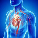 SISTEMA CARDIOVASCULAR