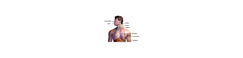 SISTEMA RESPIRATÓRIO