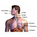 SISTEMA RESPIRATÓRIO
