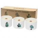 Velas de soja de pavio de madeira botânica