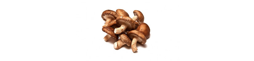 Cogumelos Medicinais
